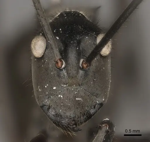 Polyrhachis vanachterbergi specimen CASENT0217441 image casent0217441_2
