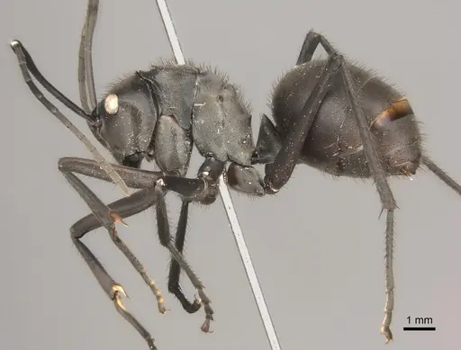 Polyrhachis vanachterbergi specimen CASENT0217441 image casent0217441_3