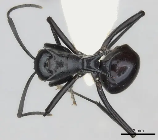 Polyrhachis venus specimen CASENT0217807 image casent0217807_1