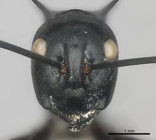 Polyrhachis venus specimen CASENT0217807 image casent0217807_2
