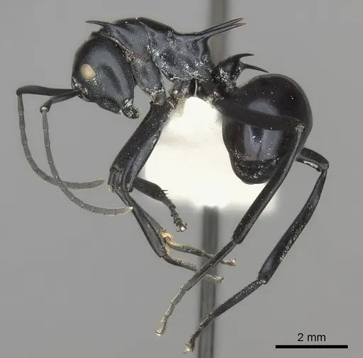 Polyrhachis venus specimen CASENT0217807 image casent0217807_3