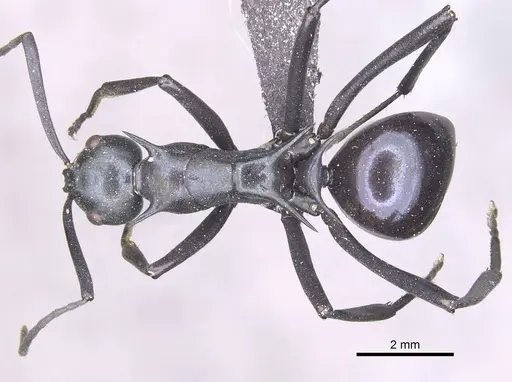 Polyrhachis venus specimen CASENT0910877 image casent0910877_1