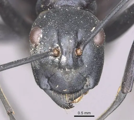Polyrhachis venus specimen CASENT0910877 image casent0910877_2