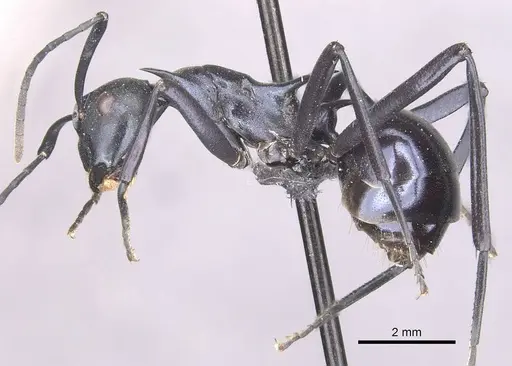 Polyrhachis venus specimen CASENT0910877 image casent0910877_3