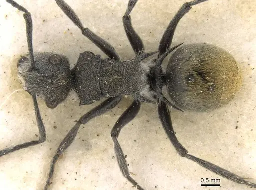 Polyrhachis vermiculosa specimen CASENT0906749 image casent0906749_1