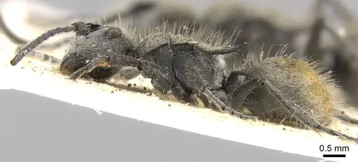 Polyrhachis vermiculosa specimen CASENT0906749 image casent0906749_3