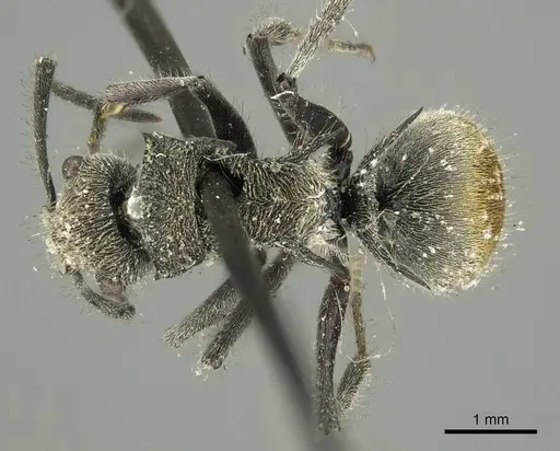 Polyrhachis vermiculosa specimen CASENT0915623 image casent0915623_1