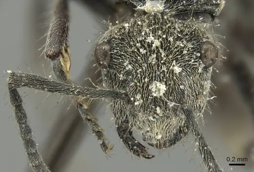 Polyrhachis vermiculosa specimen CASENT0915623 image casent0915623_2