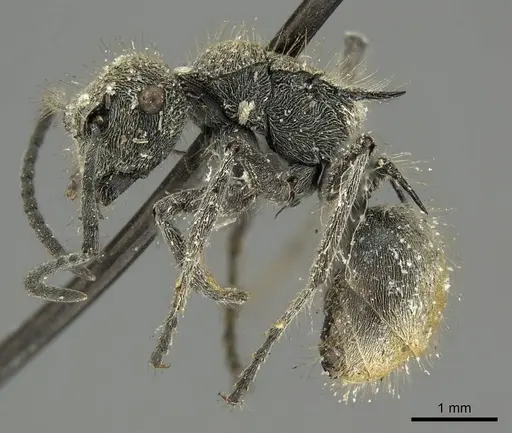 Polyrhachis vermiculosa specimen CASENT0915623 image casent0915623_3