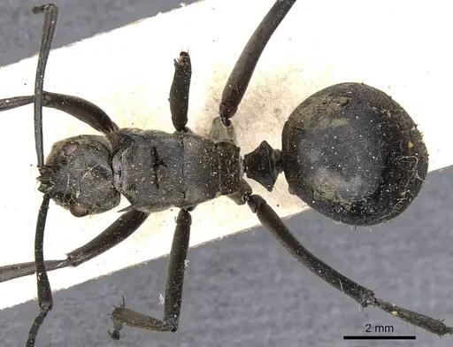 Polyrhachis vestita specimen CASENT0901831 image casent0901831_1