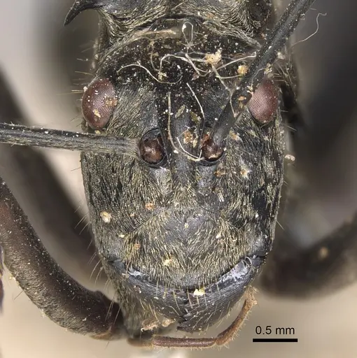 Polyrhachis vestita specimen CASENT0901831 image casent0901831_2