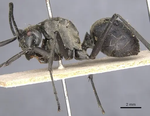 Polyrhachis vestita specimen CASENT0901831 image casent0901831_3
