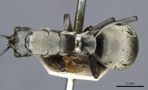 Polyrhachis vestita specimen CASENT0905615 image casent0905615_1