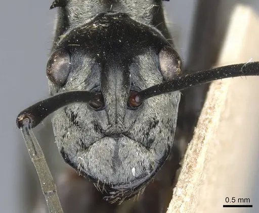 Polyrhachis vestita specimen CASENT0905615 image casent0905615_2