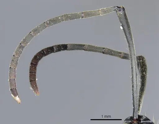 Polyrhachis vestita specimen CASENT0905615 image casent0905615_3