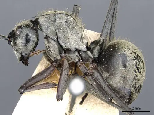 Polyrhachis vestita specimen CASENT0905615 image casent0905615_4