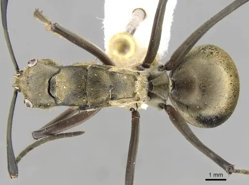 Polyrhachis vestita specimen CASENT0906805 image casent0906805_1