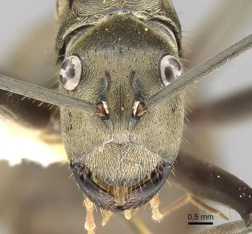 Polyrhachis vestita specimen CASENT0906805 image casent0906805_2