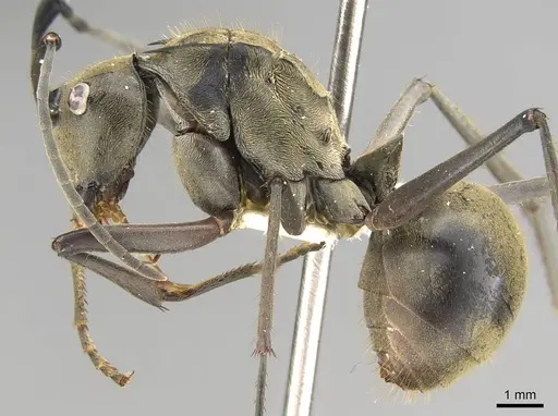 Polyrhachis vestita specimen CASENT0906805 image casent0906805_3