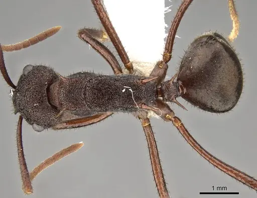 Polyrhachis viehmeyeri specimen CASENT0281437 image casent0281437_1