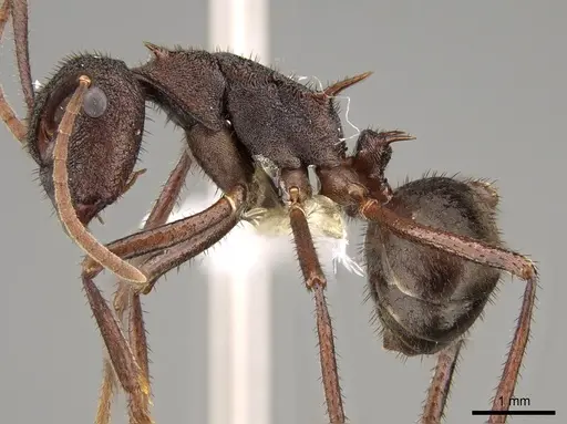 Polyrhachis viehmeyeri specimen CASENT0281437 image casent0281437_3