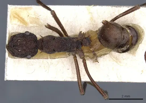 Polyrhachis viehmeyeri specimen CASENT0905597 image casent0905597_1
