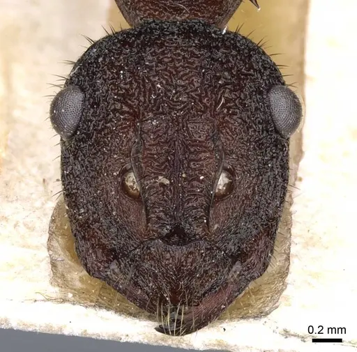 Polyrhachis viehmeyeri specimen CASENT0905597 image casent0905597_2