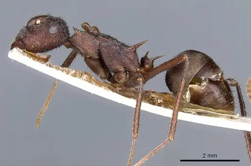 Polyrhachis viehmeyeri specimen CASENT0905597 image casent0905597_3
