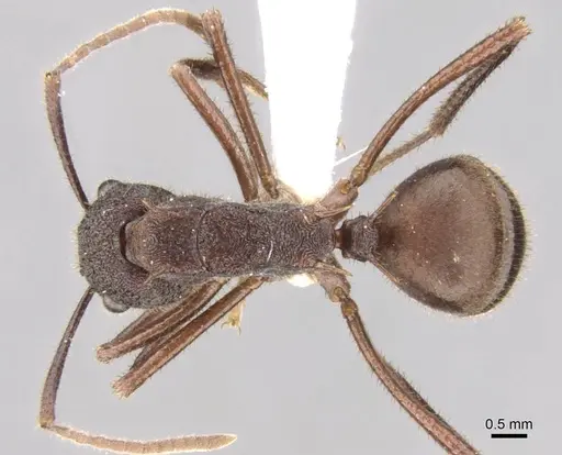 Polyrhachis viehmeyeri specimen CASENT0906757 image casent0906757_1