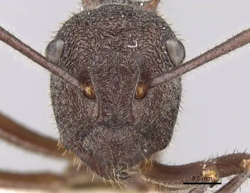 Polyrhachis viehmeyeri specimen CASENT0906757 image casent0906757_2