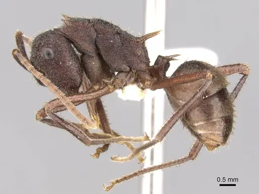 Polyrhachis viehmeyeri specimen CASENT0906757 image casent0906757_3