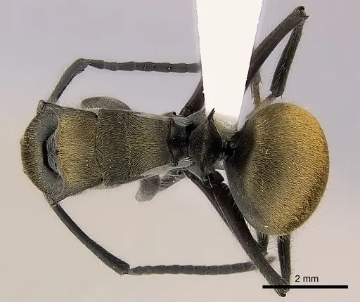 Polyrhachis vigilans specimen CASENT0227580 image casent0227580_1