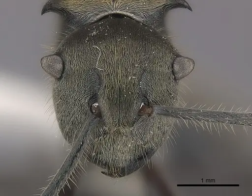 Polyrhachis vigilans specimen CASENT0227580 image casent0227580_2