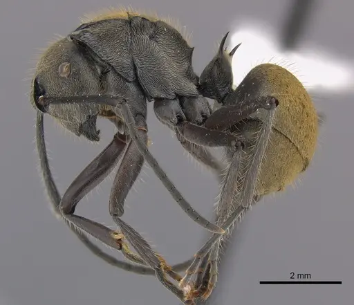 Polyrhachis vigilans specimen CASENT0227580 image casent0227580_3
