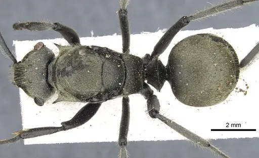 Polyrhachis vigilans specimen CASENT0903433 image casent0903433_1