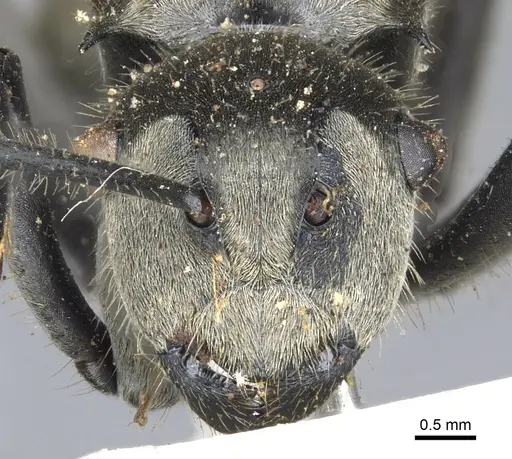 Polyrhachis vigilans specimen CASENT0903433 image casent0903433_2