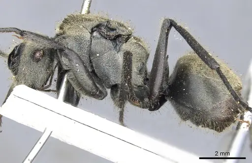 Polyrhachis vigilans specimen CASENT0903433 image casent0903433_3