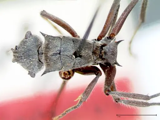 Polyrhachis vigilans specimen FOCOL0078 image focol0078_1