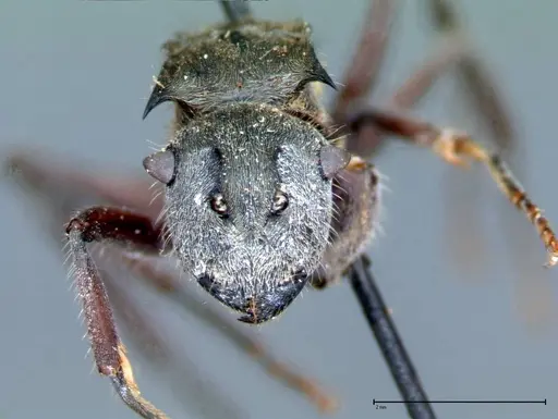 Polyrhachis vigilans specimen FOCOL0078 image focol0078_2