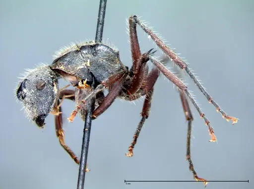 Polyrhachis vigilans specimen FOCOL0078 image focol0078_3