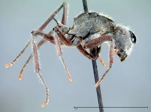 Polyrhachis vigilans specimen FOCOL0078 image focol0078_4
