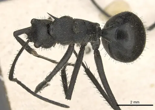 Polyrhachis villipes specimen CASENT0901852 image casent0901852_1