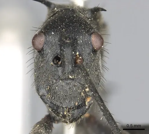 Polyrhachis villipes specimen CASENT0901852 image casent0901852_2