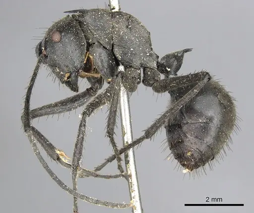 Polyrhachis villipes specimen CASENT0901852 image casent0901852_3