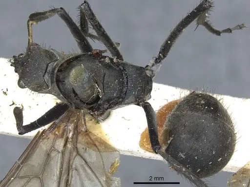 Polyrhachis villipes specimen CASENT0903449 image casent0903449_1