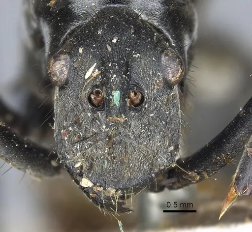 Polyrhachis villipes specimen CASENT0903449 image casent0903449_2