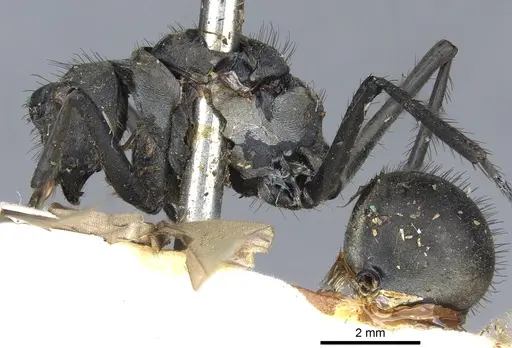 Polyrhachis villipes specimen CASENT0903449 image casent0903449_3