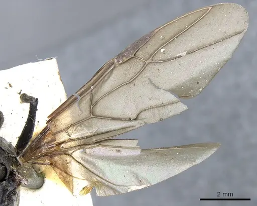 Polyrhachis villipes specimen CASENT0903449 image casent0903449_4