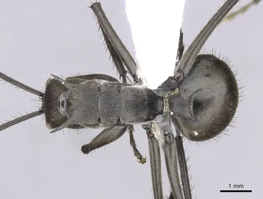 Polyrhachis villipes specimen CASENT0906819 image casent0906819_1