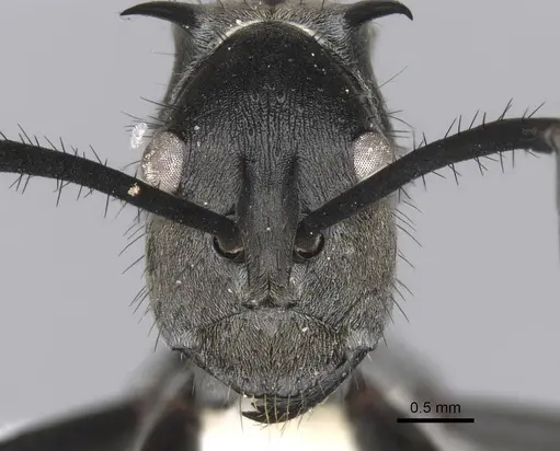 Polyrhachis villipes specimen CASENT0906819 image casent0906819_2